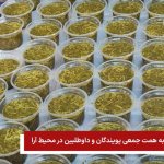 طبخ آش نذری به همت جمعی پویندگان و داوطلبین در محیط آرا